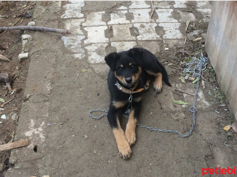 Rottweiler, Köpek  Alex fotoğrafı