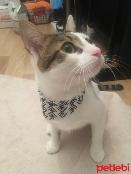 Tekir Kedi, Kedi  Latte fotoğrafı