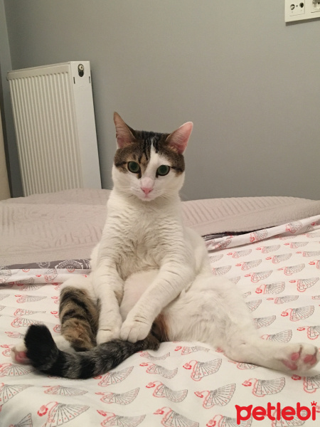 Tekir Kedi, Kedi  Latte fotoğrafı
