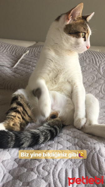 Tekir Kedi, Kedi  Latte fotoğrafı