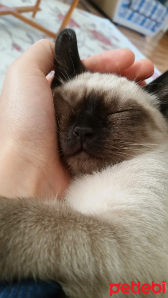 Siyam Kedisi, Kedi  Leonidas fotoğrafı