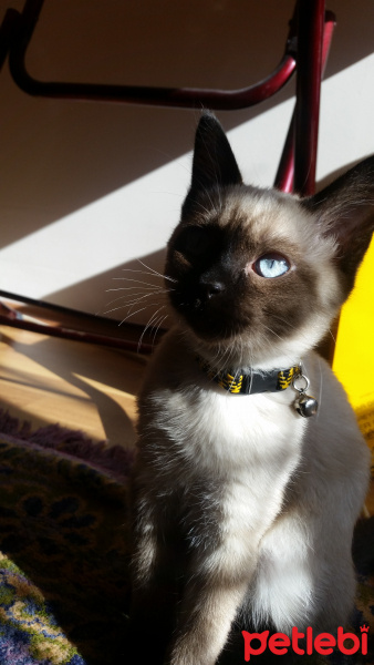 Siyam Kedisi, Kedi  Leonidas fotoğrafı