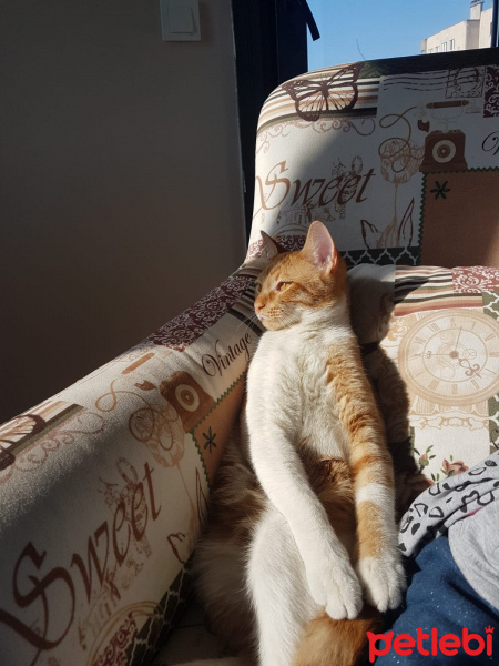 Sarman, Kedi  Oscar fotoğrafı