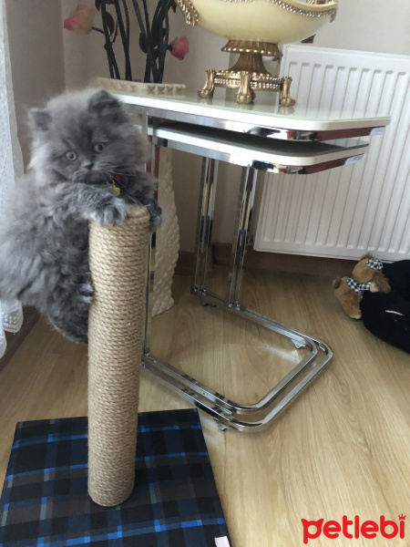 British Shorthair, Kedi  Mia fotoğrafı