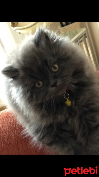 British Shorthair, Kedi  Mia fotoğrafı