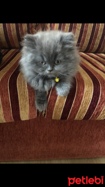 British Shorthair, Kedi  Mia fotoğrafı