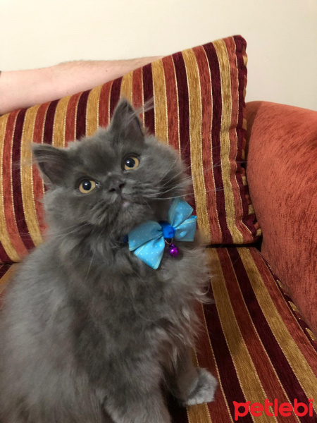 British Shorthair, Kedi  Mia fotoğrafı
