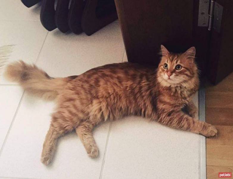 Tekir Kedi, Kedi  oralet fotoğrafı