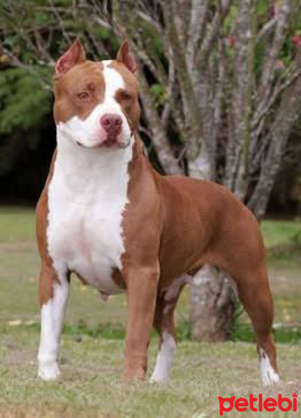 Amerikan Pitbull Terrier, Köpek  Meke fotoğrafı