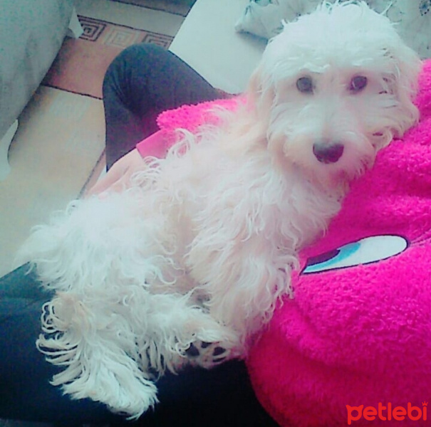 Maltese, Köpek  Paytak fotoğrafı