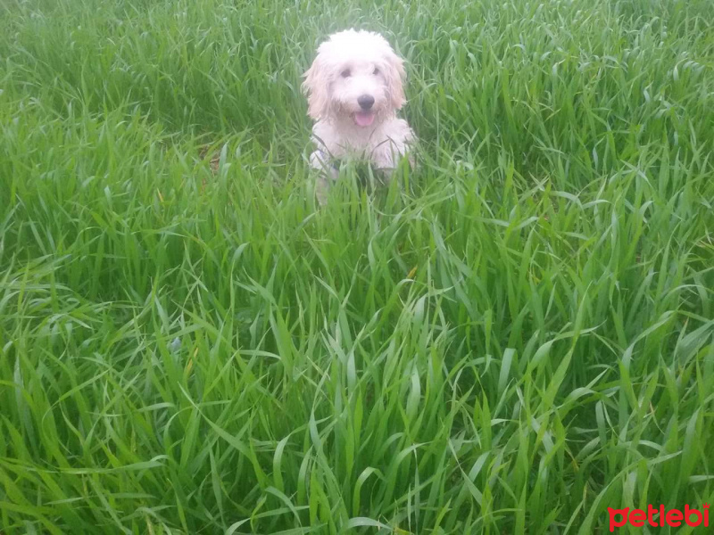 Maltese, Köpek  Paytak fotoğrafı
