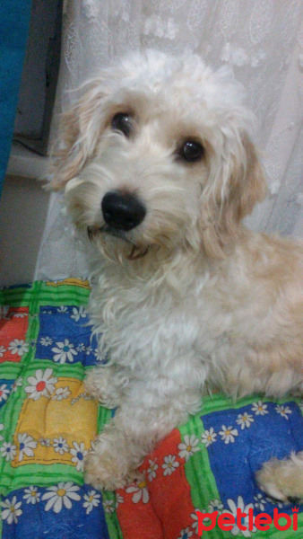Maltese, Köpek  Paytak fotoğrafı