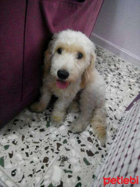 Maltese, Köpek  Paytak fotoğrafı