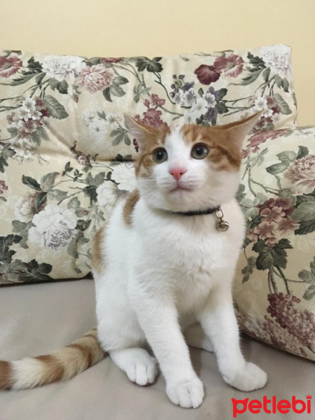 Tekir Kedi, Kedi  Balım fotoğrafı