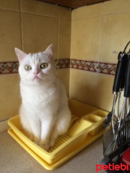 Ankara Kedisi, Kedi  Aykız fotoğrafı