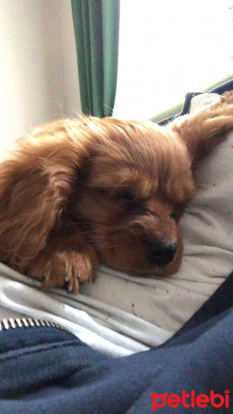 King Charles Spaniel, Köpek  Whisky fotoğrafı