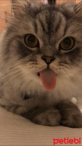 Chinchilla, Kedi  Claude Monet fotoğrafı