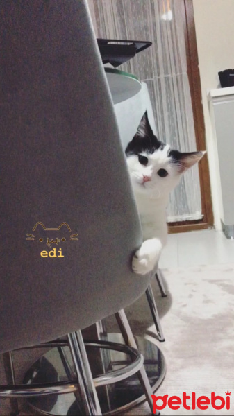 Tekir Kedi, Kedi  Edi ve Büdü fotoğrafı