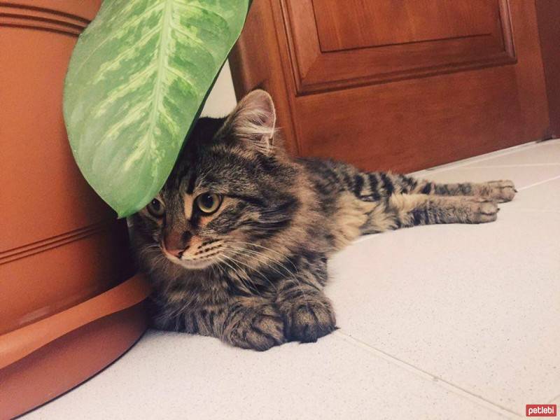 Tekir Kedi, Kedi  köfte fotoğrafı