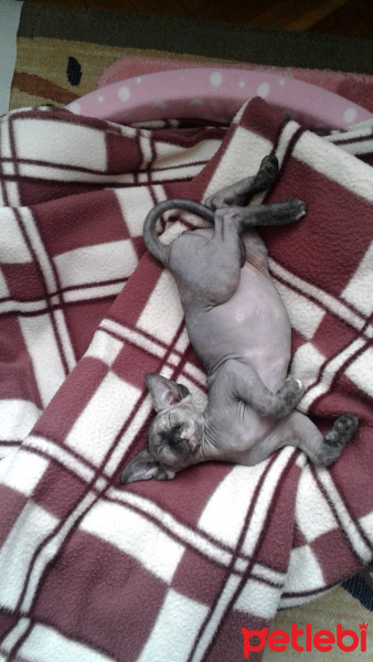 Sphynx, Kedi  Müstesna fotoğrafı