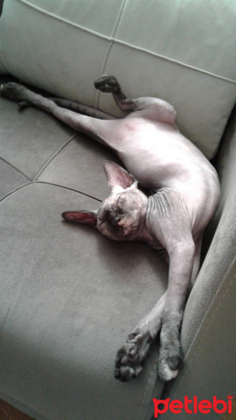 Sphynx, Kedi  Müstesna fotoğrafı