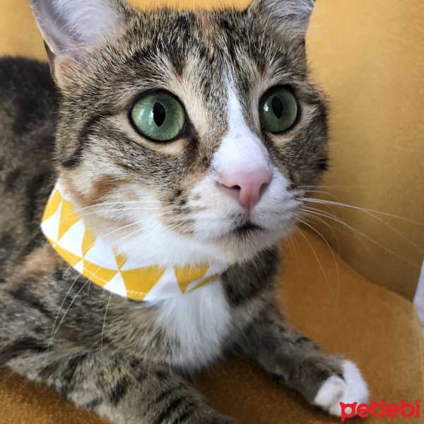 Tekir Kedi, Kedi  Zeze fotoğrafı