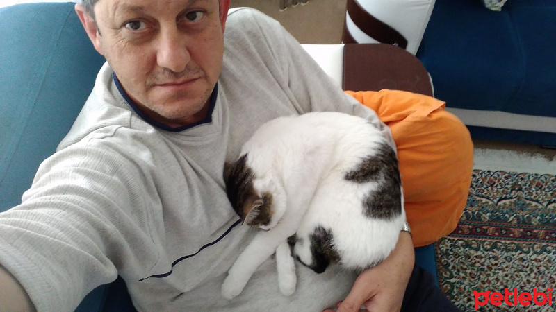 Tekir Kedi, Kedi  Maya fotoğrafı