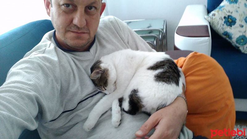 Tekir Kedi, Kedi  Maya fotoğrafı