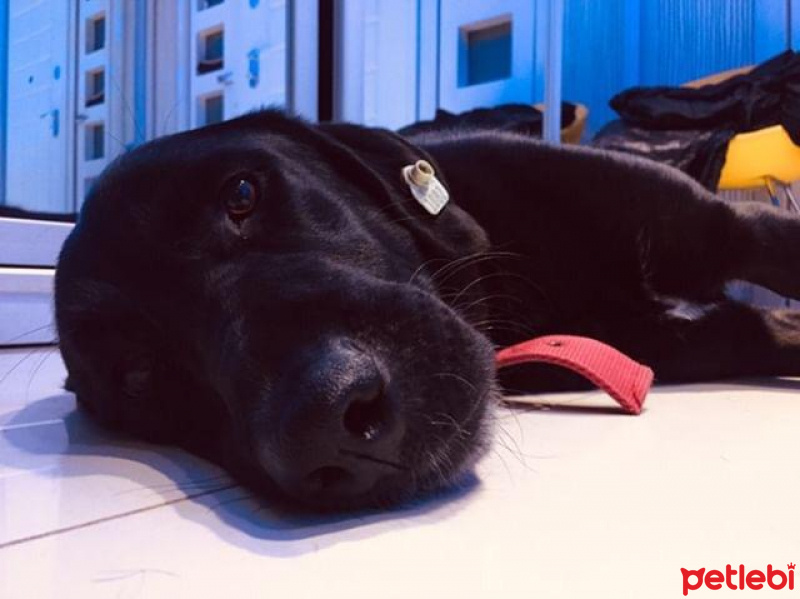 Labrador Retriever, Köpek  kontes fotoğrafı
