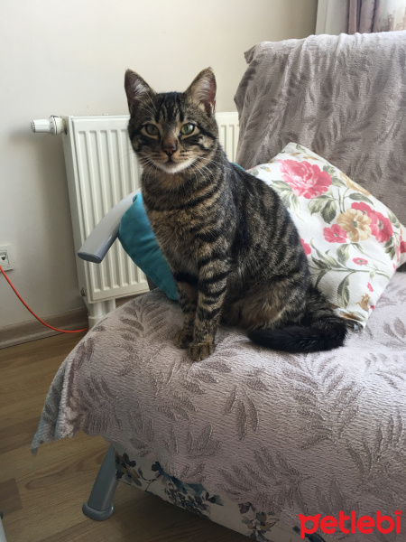 Tekir Kedi, Kedi  Paşa fotoğrafı