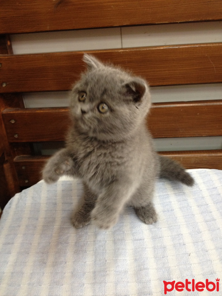 British Shorthair, Kedi  boya fotoğrafı