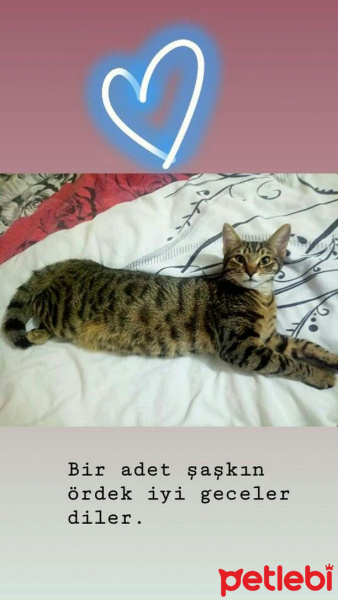 Tekir Kedi, Kedi  Mıncır fotoğrafı