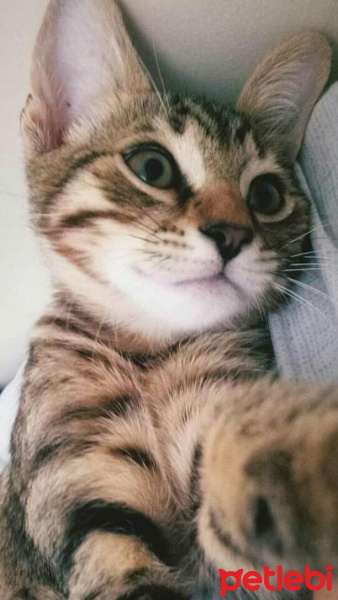 Tekir Kedi, Kedi  Mıncır fotoğrafı