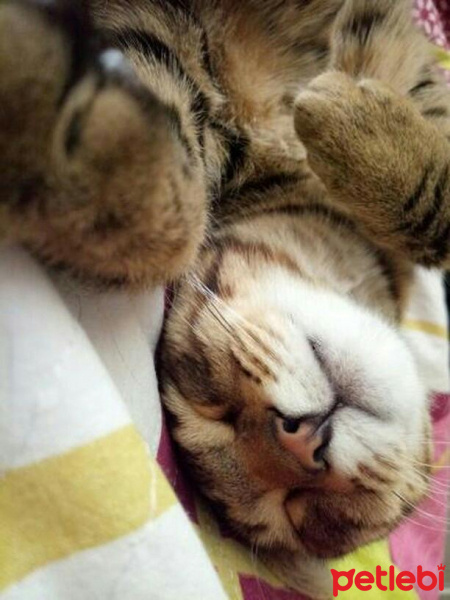 Tekir Kedi, Kedi  Mıncır fotoğrafı