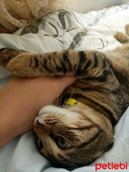 Tekir Kedi, Kedi  Mıncır fotoğrafı