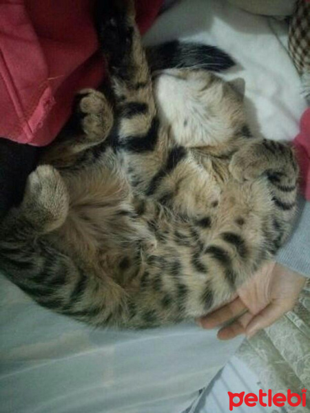 Tekir Kedi, Kedi  Mıncır fotoğrafı