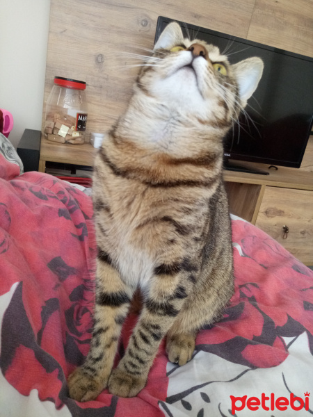 Tekir Kedi, Kedi  Mıncır fotoğrafı