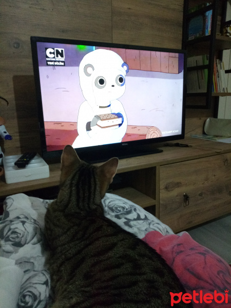 Tekir Kedi, Kedi  Mıncır fotoğrafı