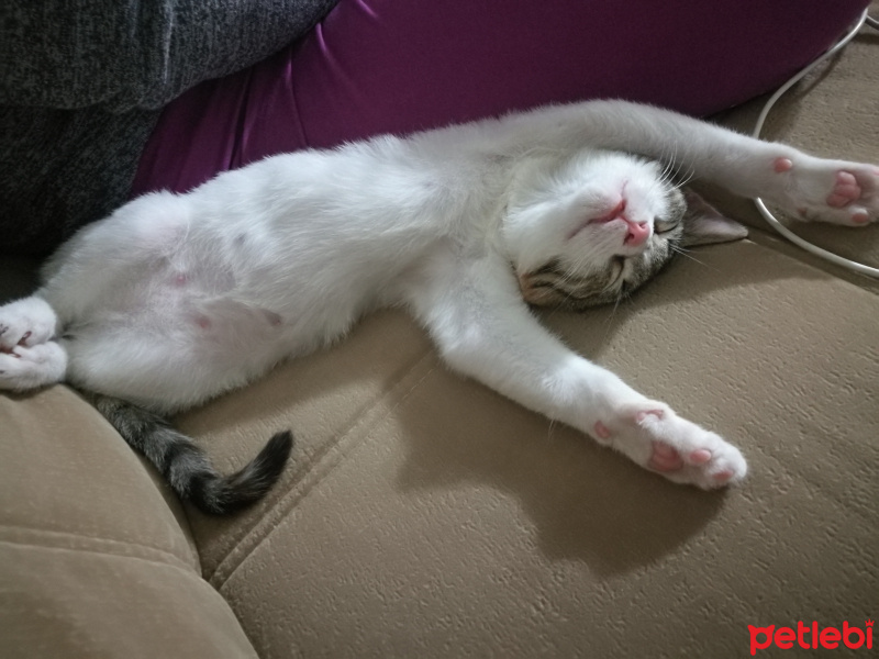 Tekir Kedi, Kedi  Fındık fotoğrafı