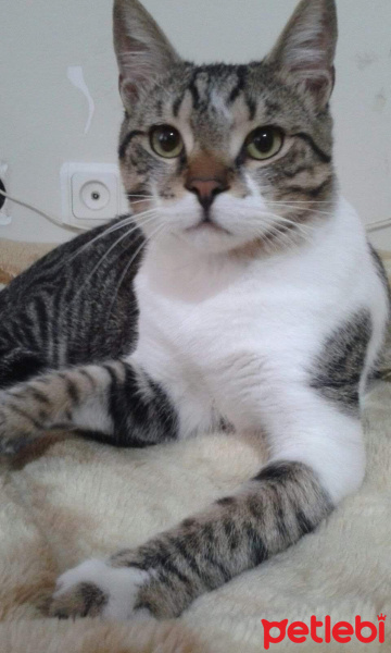 Tekir Kedi, Kedi  mülayim fotoğrafı