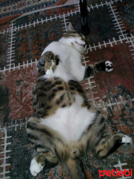 Tekir Kedi, Kedi  mülayim fotoğrafı