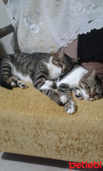 Tekir Kedi, Kedi  mülayim fotoğrafı