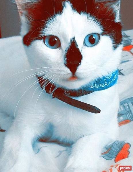 Ragamuffin, Kedi  Mia fotoğrafı