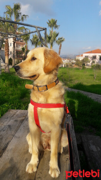 Golden Retriever, Köpek  Oscar fotoğrafı