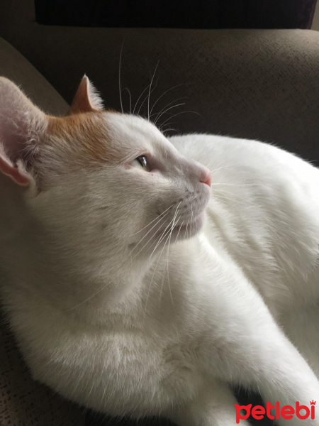 Tekir Kedi, Kedi  Osman fotoğrafı