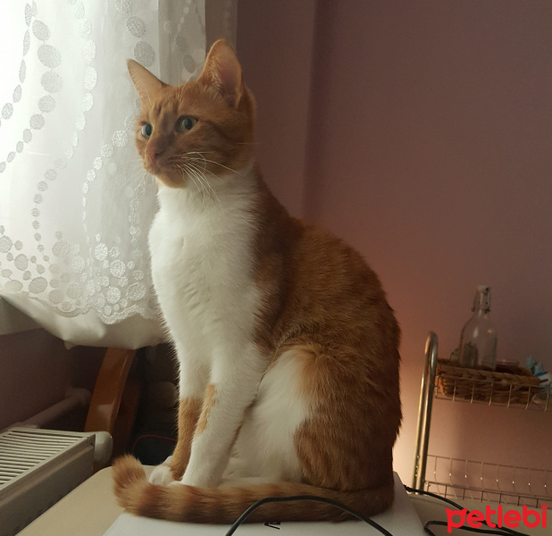 Tekir Kedi, Kedi  Mars fotoğrafı
