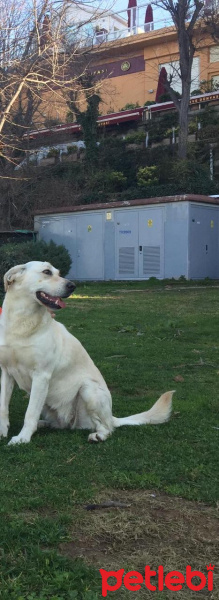 Labrador Retriever, Köpek  Lina fotoğrafı