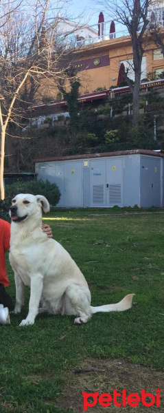 Labrador Retriever, Köpek  Lina fotoğrafı
