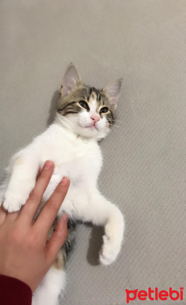 Tekir Kedi, Kedi  Pırtık Acil yeni sahibini arıyor 05388319610 fotoğrafı