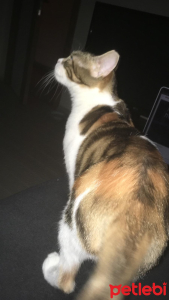 Tekir Kedi, Kedi  Pırtık Acil yeni sahibini arıyor 05388319610 fotoğrafı